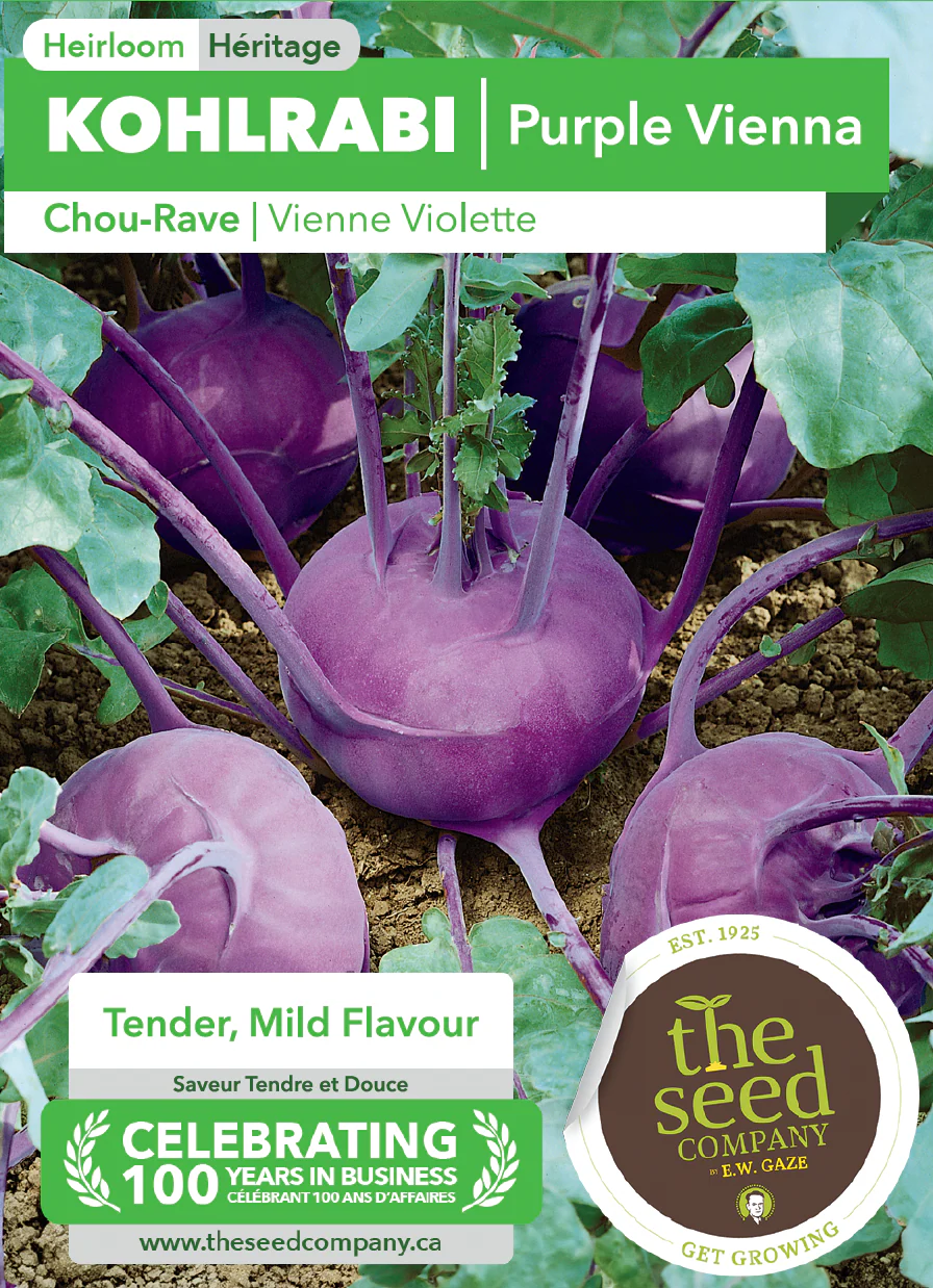 Kohlrabi | Purple Vienna - Image 2
