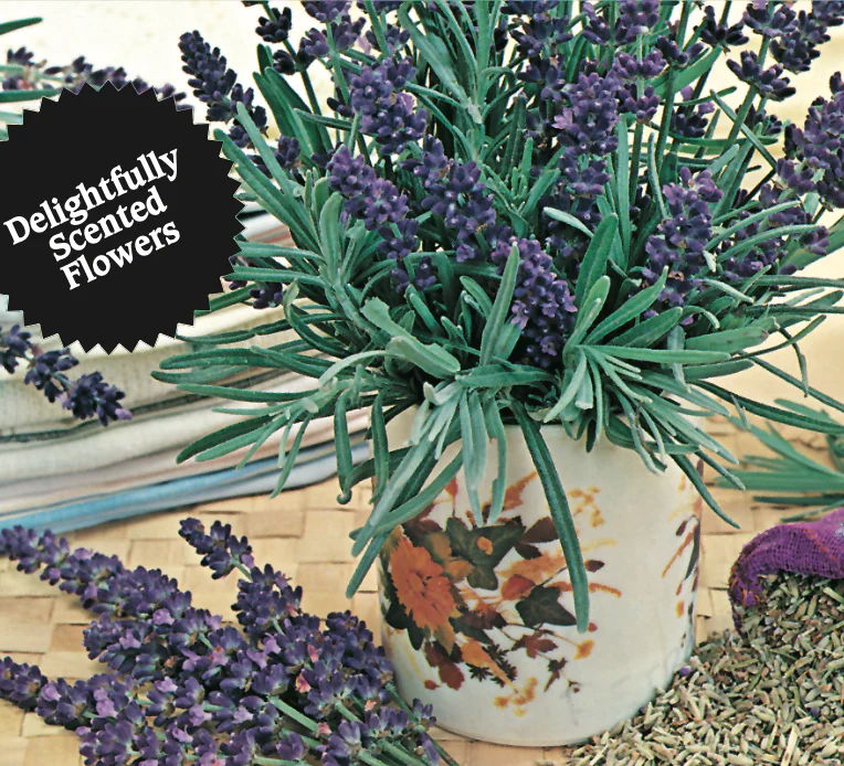Lavender | English - Image 3