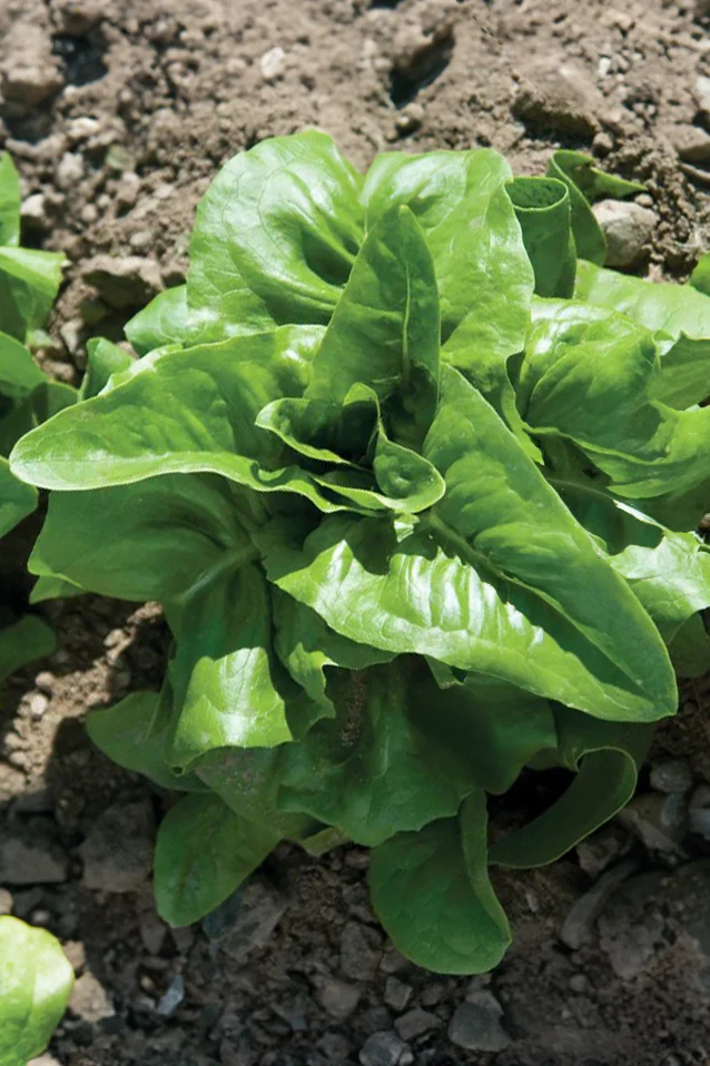 Lettuce | Amish Deer Tongue ORGANIC