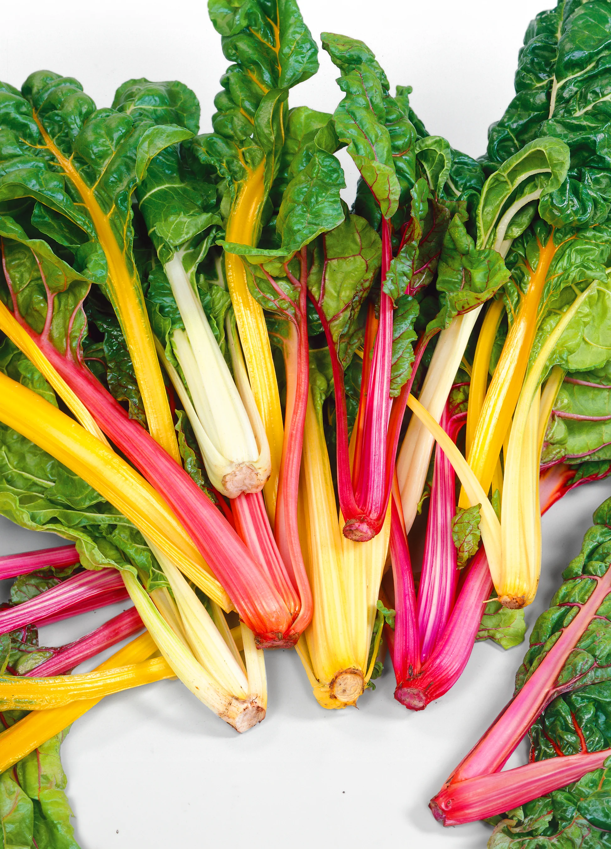 Swiss Chard - Rainbow ORGANIC