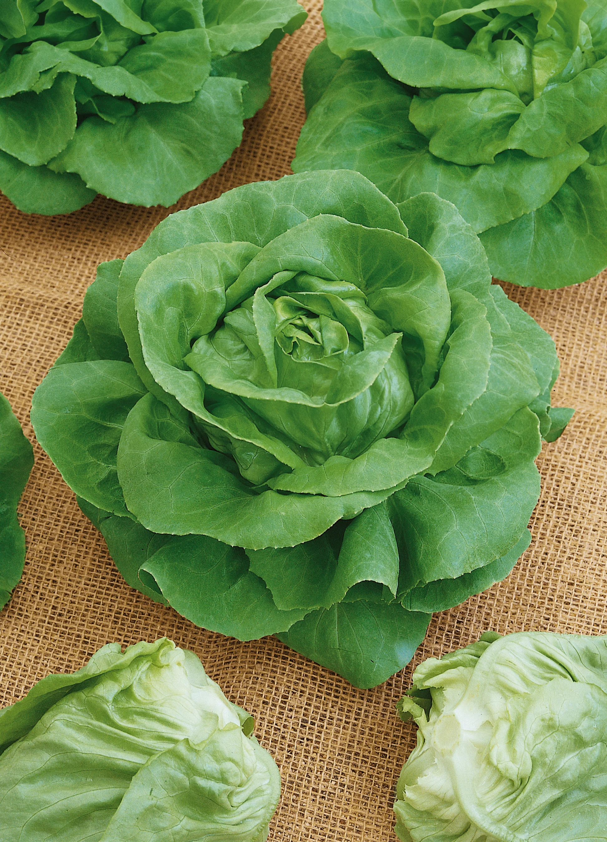 Lettuce | Buttercrunch