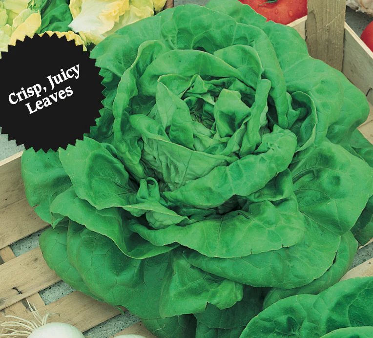Lettuce | Buttercrunch - Image 3