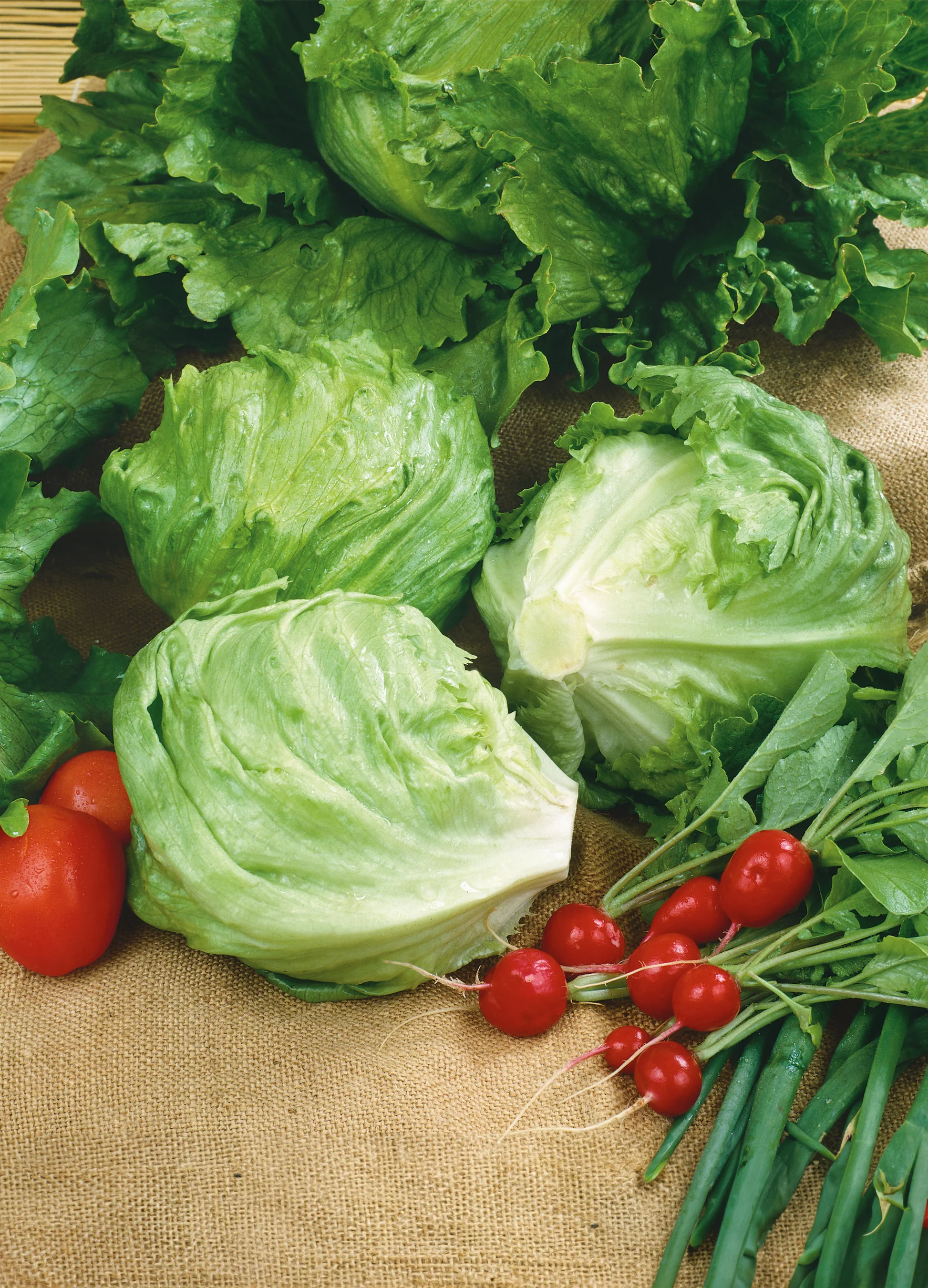 Lettuce | New York Iceberg #12
