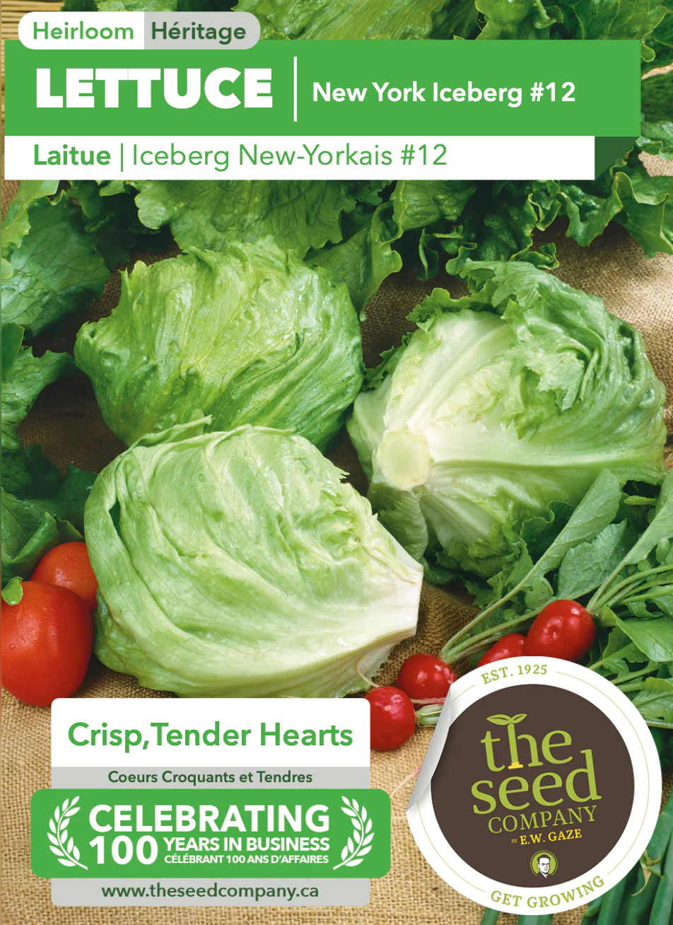 Lettuce | New York Iceberg #12 - Image 2