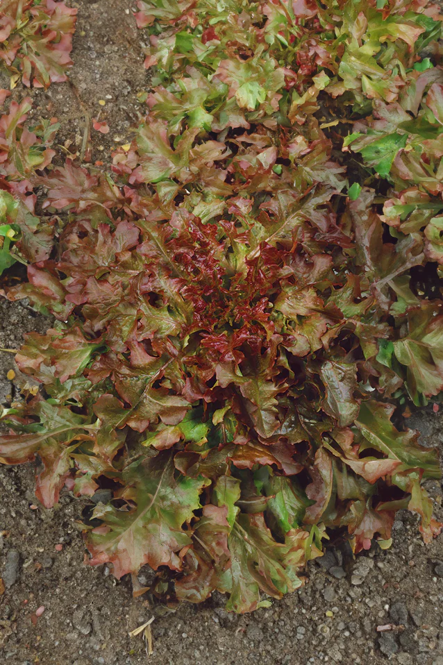 Lettuce | Red Salad Bowl ORGANIC