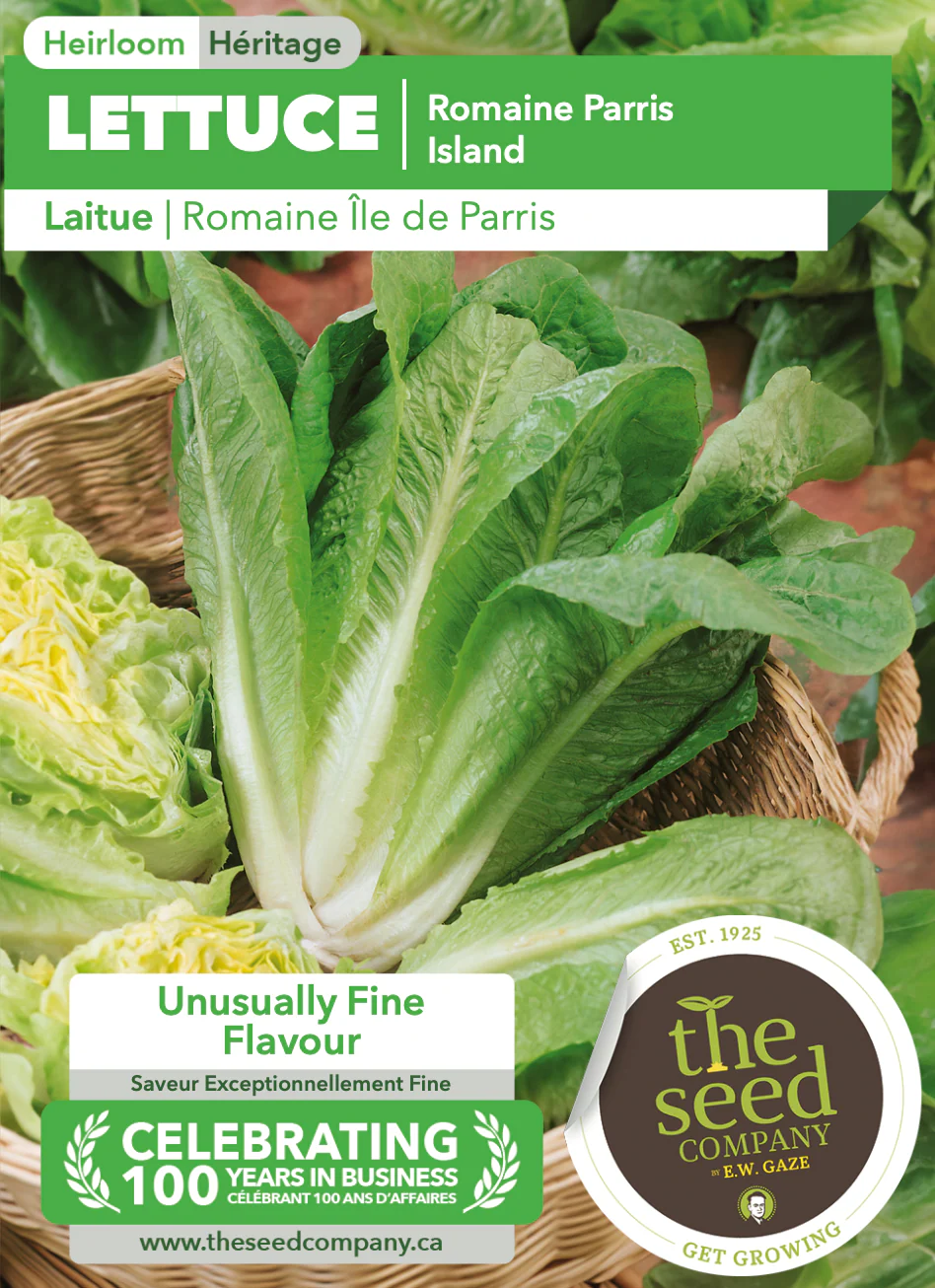 Lettuce | Romaine Parris Island - Image 2