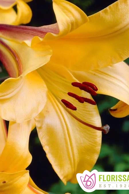 Lily | Trumpet -  Golden Splendour