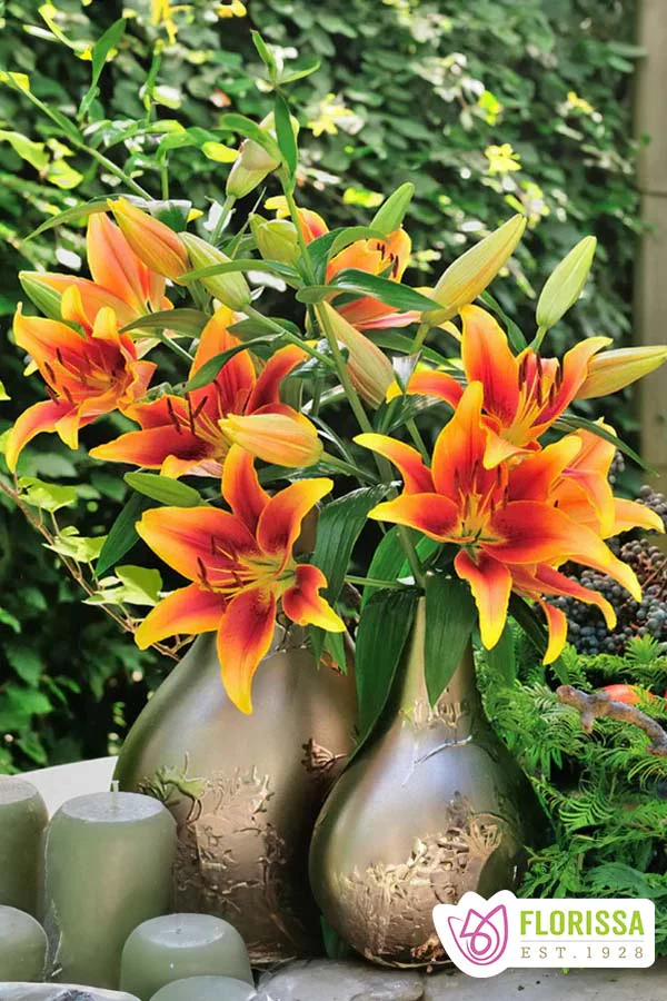 Lily | Novelty - Kaveri