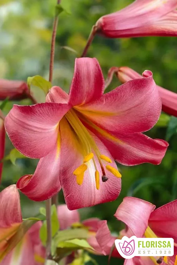 Lily | Trumpet - Pink Perfection