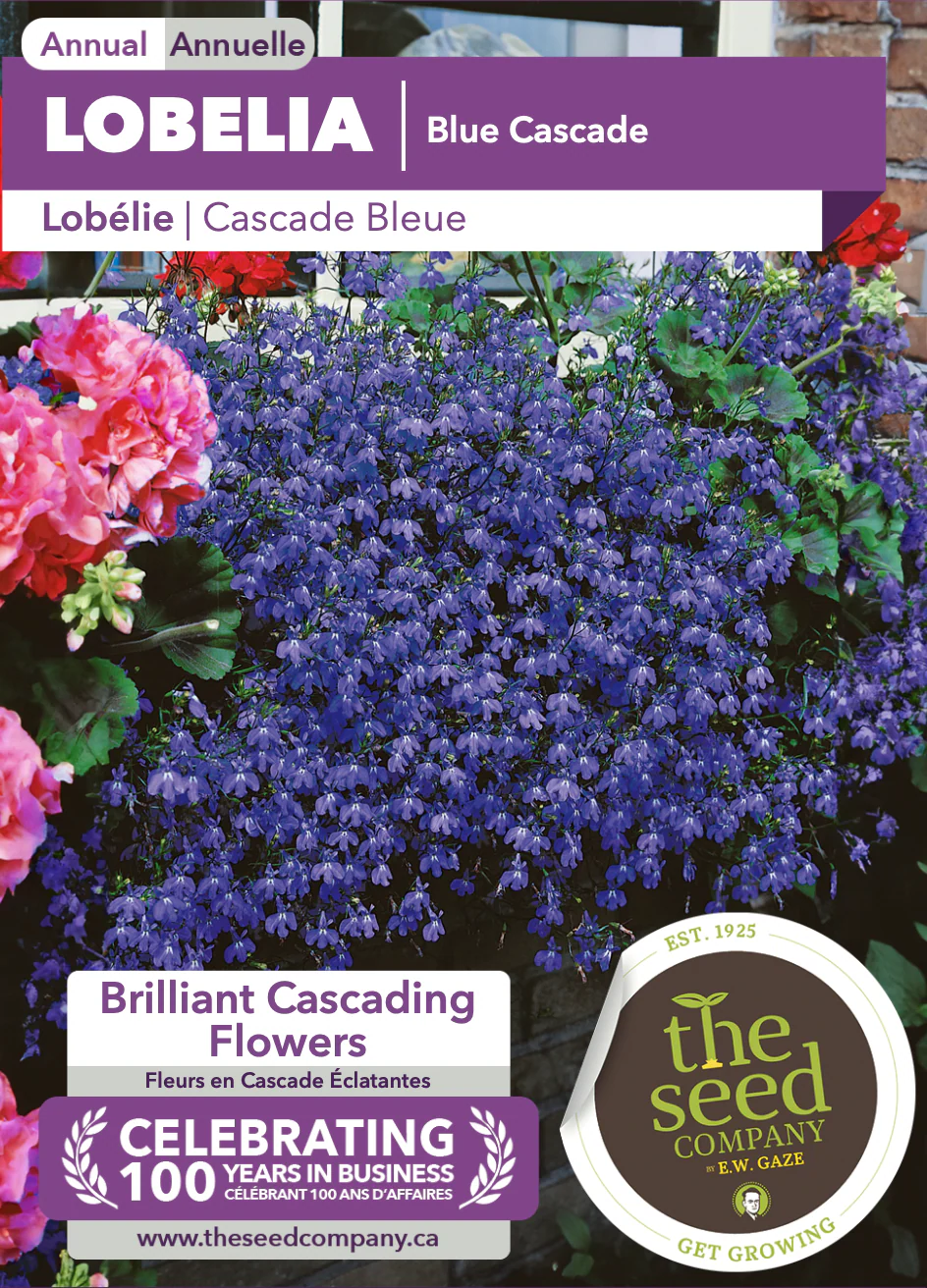 Lobelia | Blue Cascade - Image 2