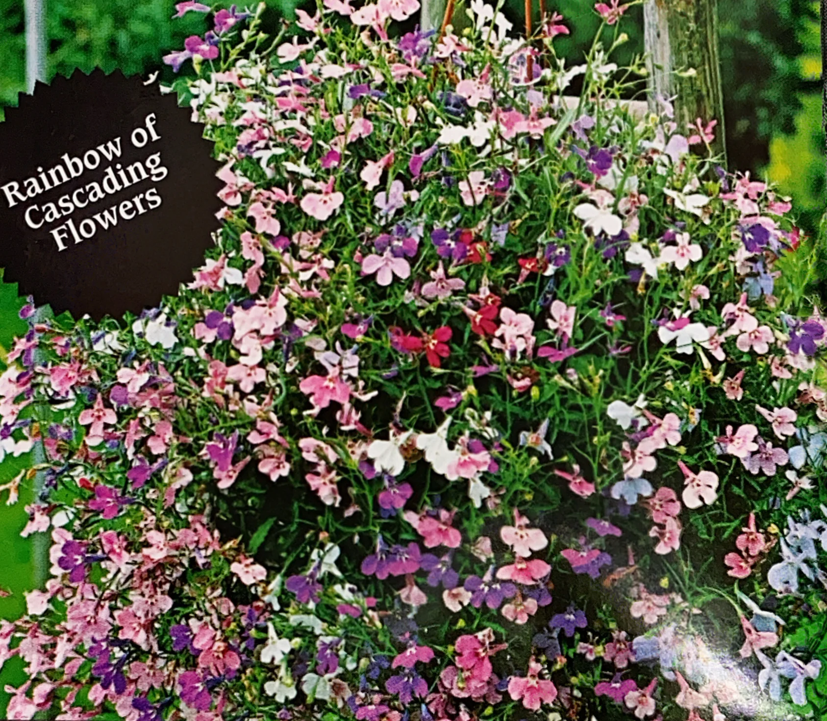 Lobelia | Colour Cascade Mix