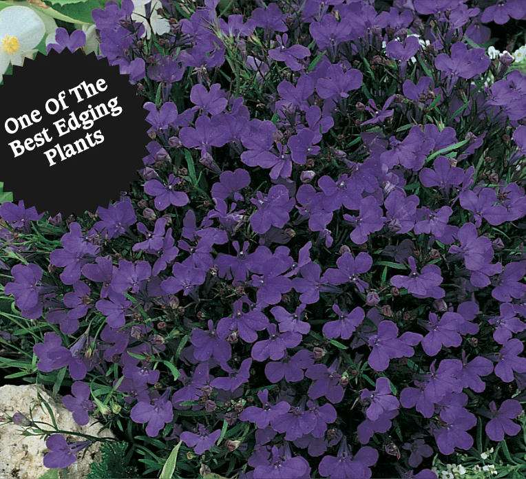 Lobelia | Crystal Palace