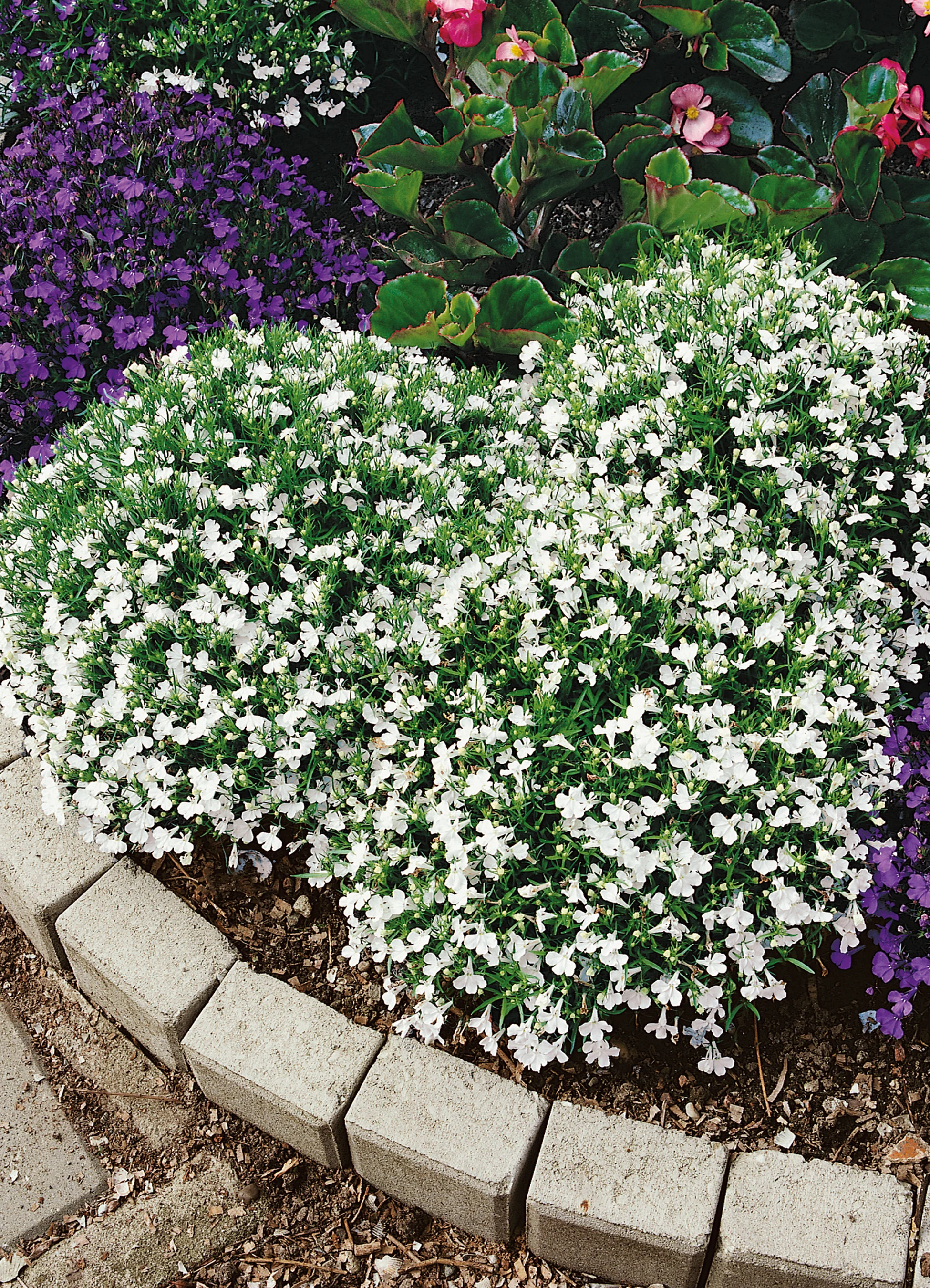 Lobelia | Trailing White