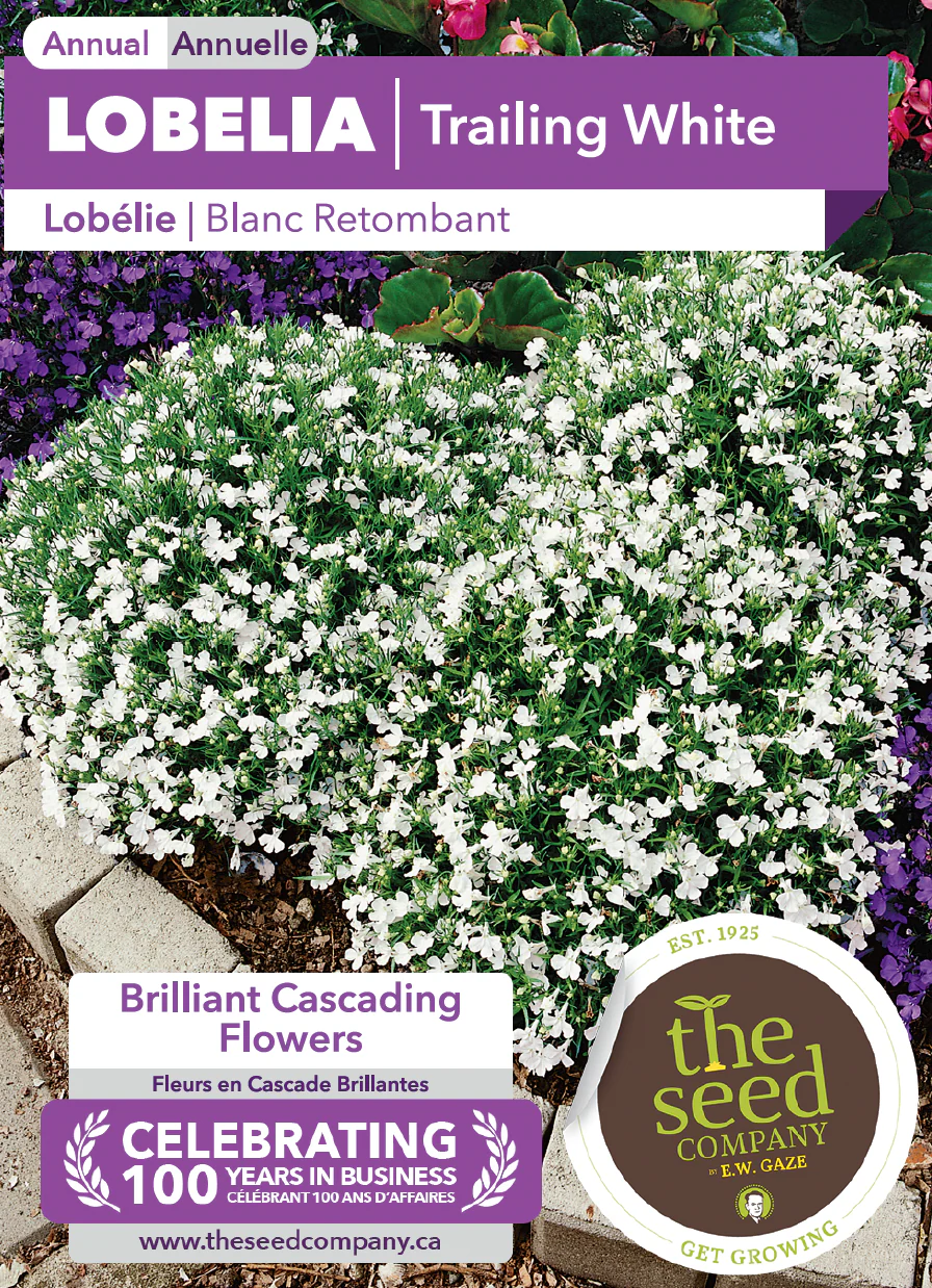 Lobelia | Trailing White - Image 2