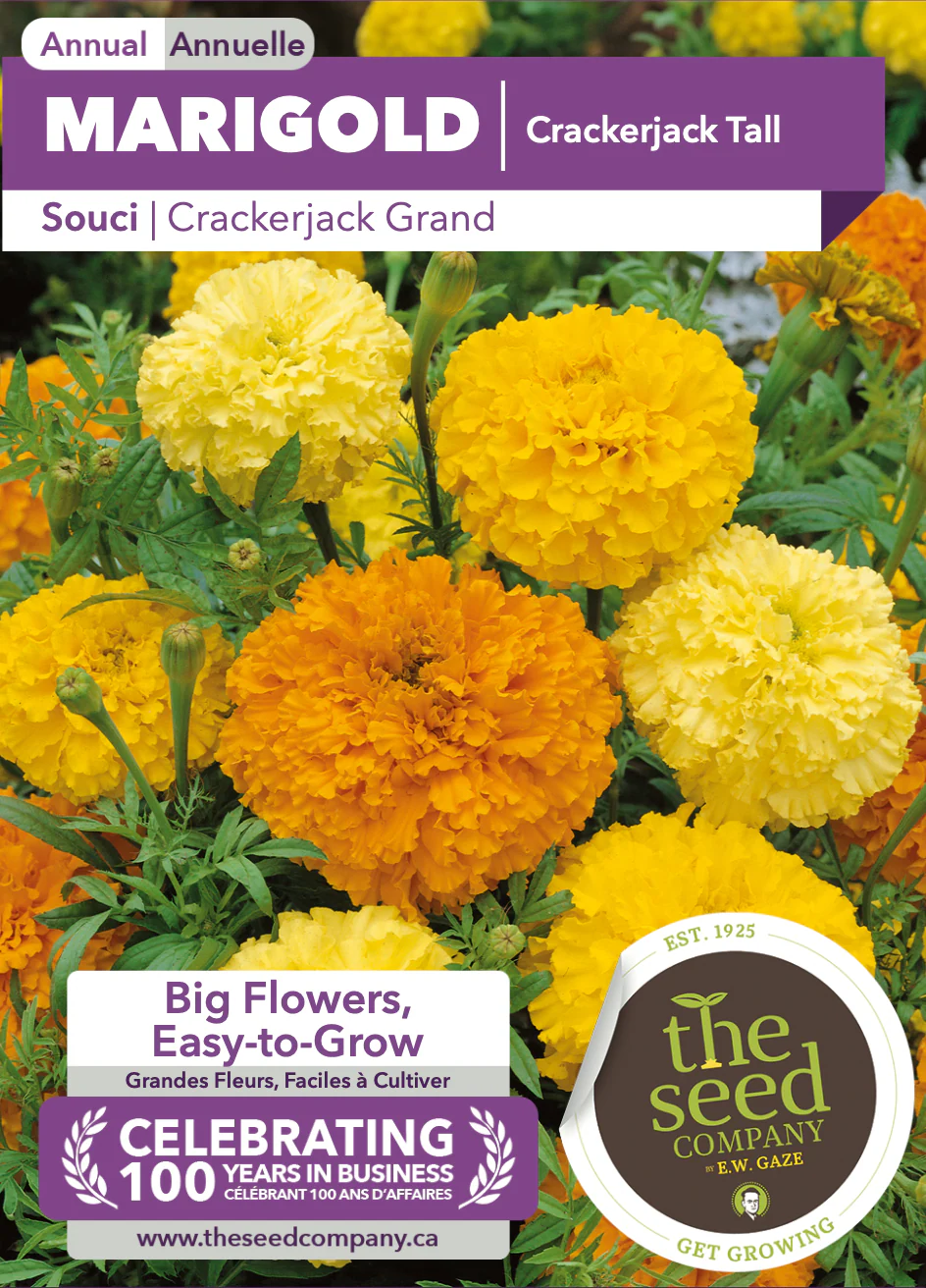 Marigold | Crackerjack Tall - Image 2