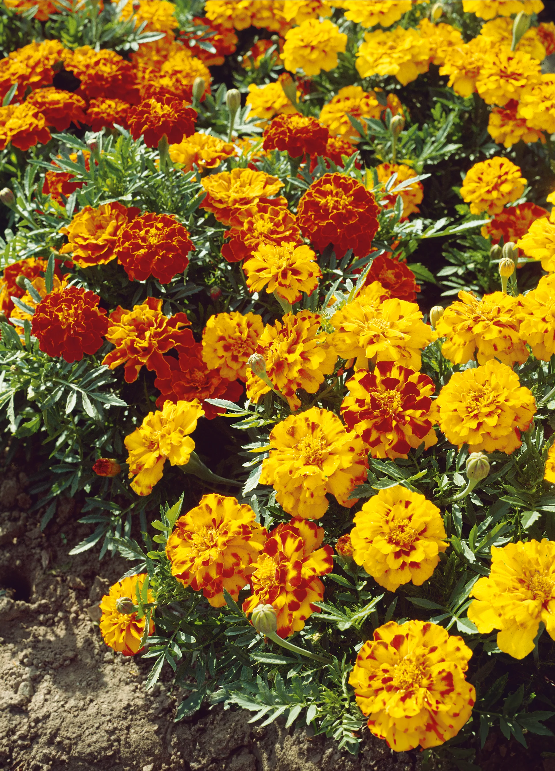 Marigold | Spanish Brocade