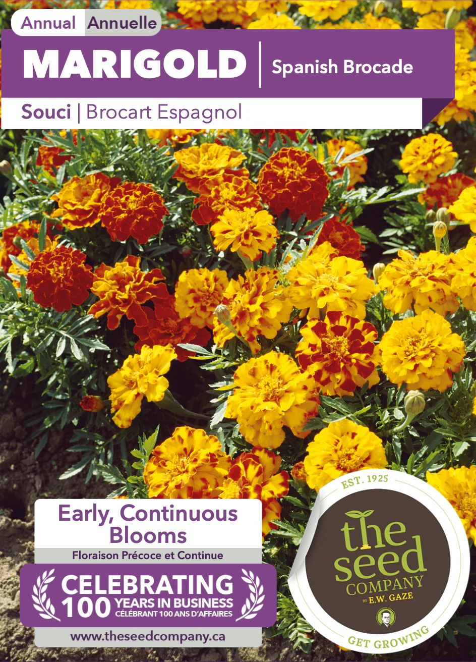 Marigold | Spanish Brocade - Image 2