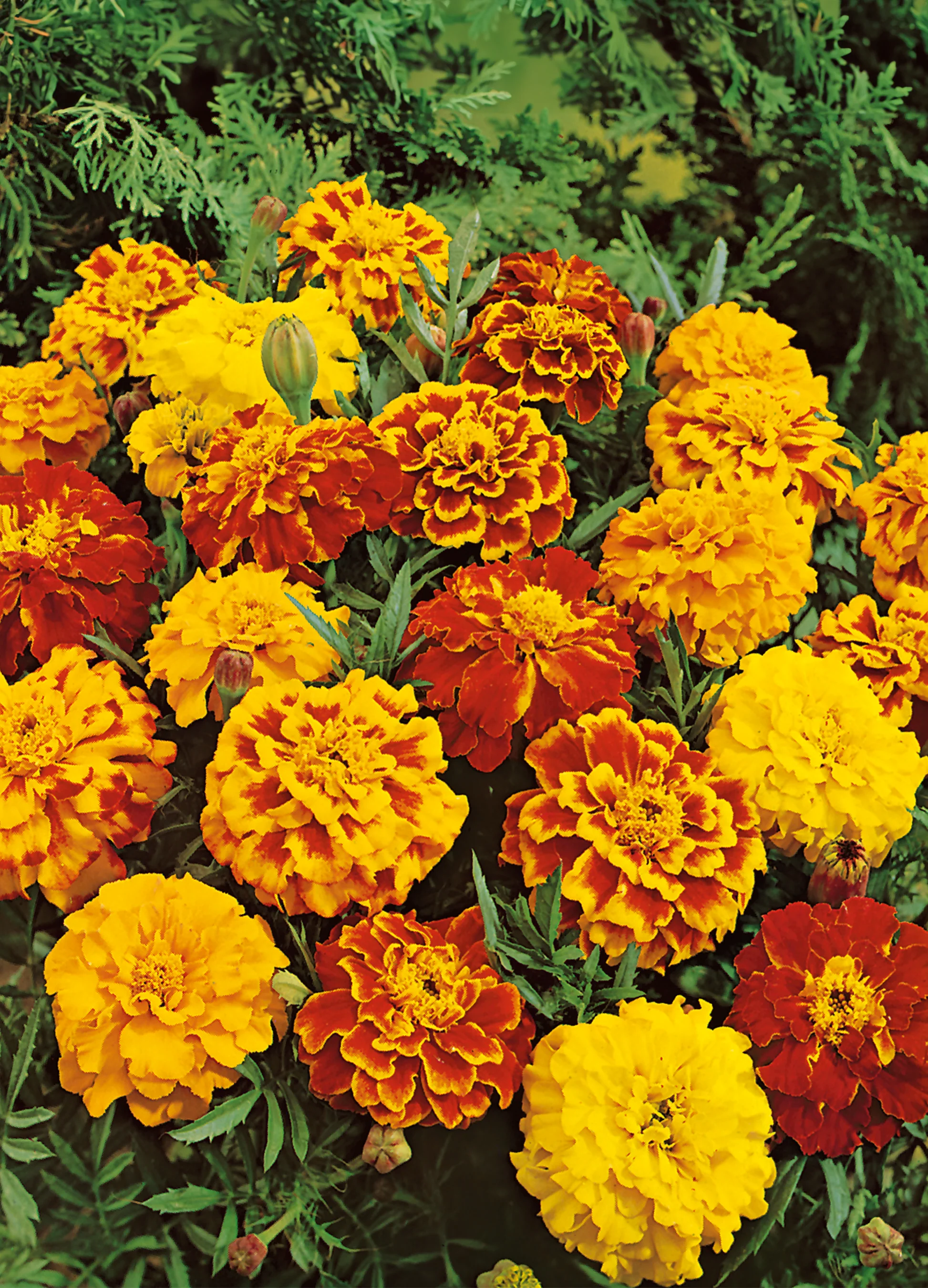 Marigold | Sparky Mix