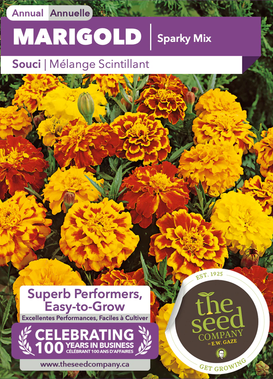Marigold | Sparky Mix - Image 2
