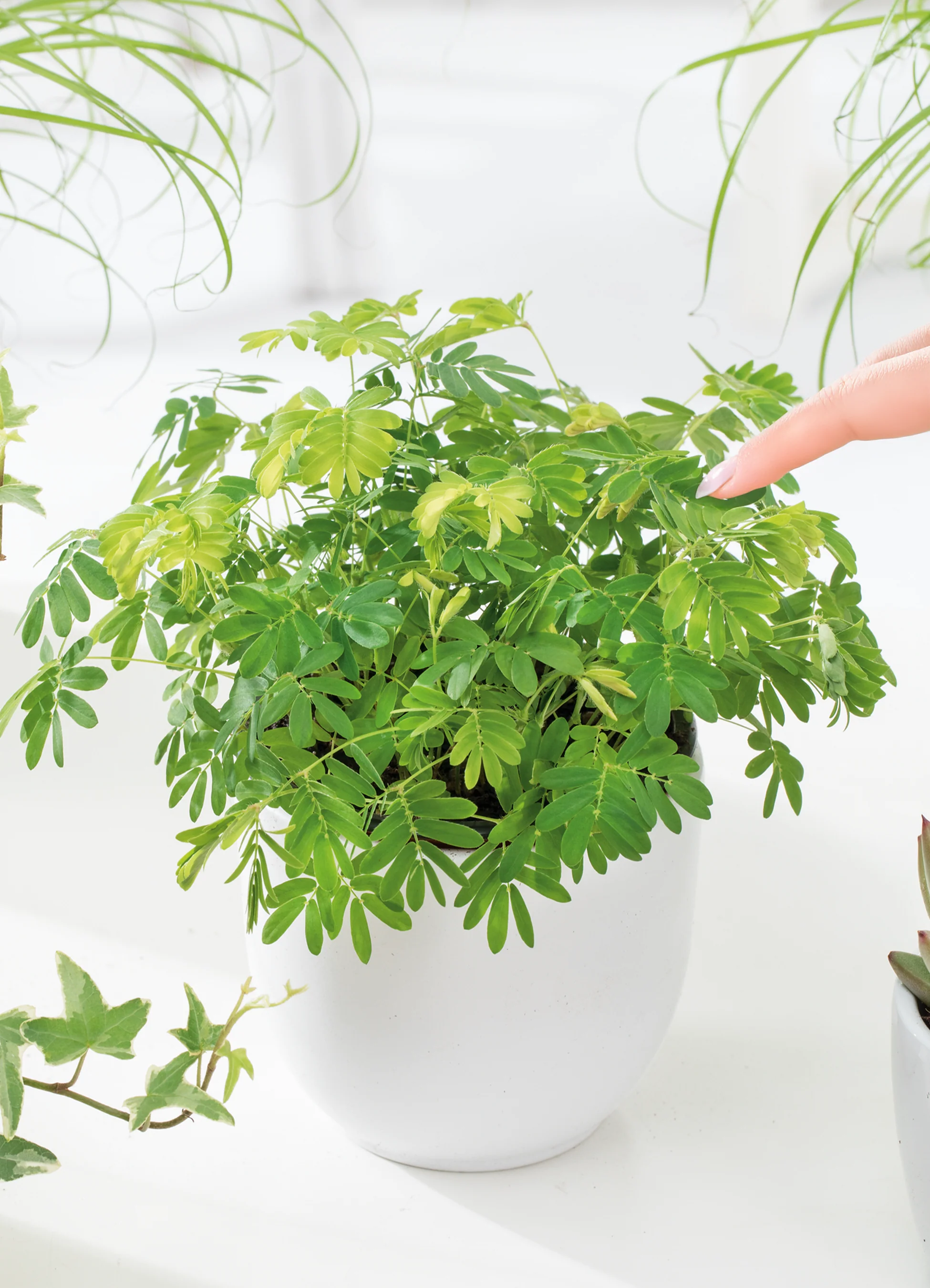 Mimosa | Sensitive Plant - Image 3