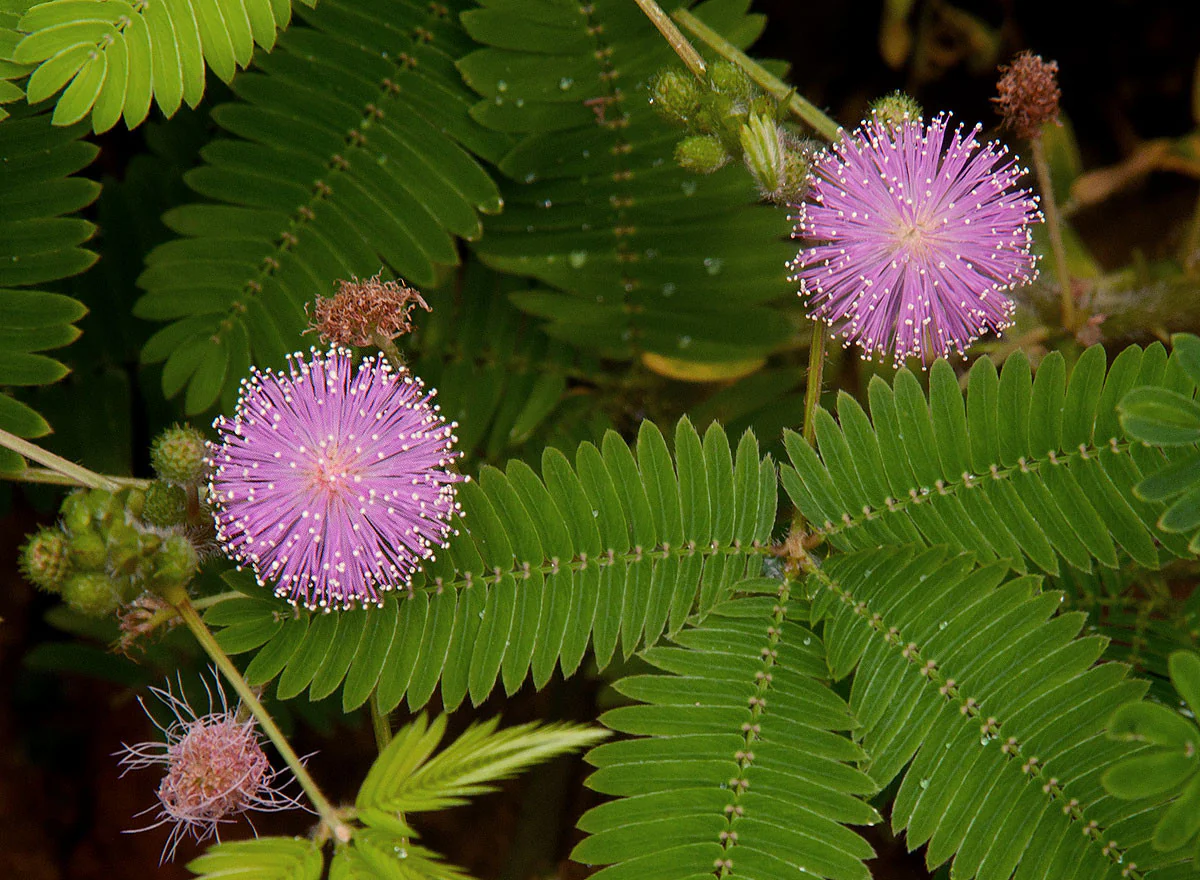 Mimosa | Sensitive Plant - Image 4