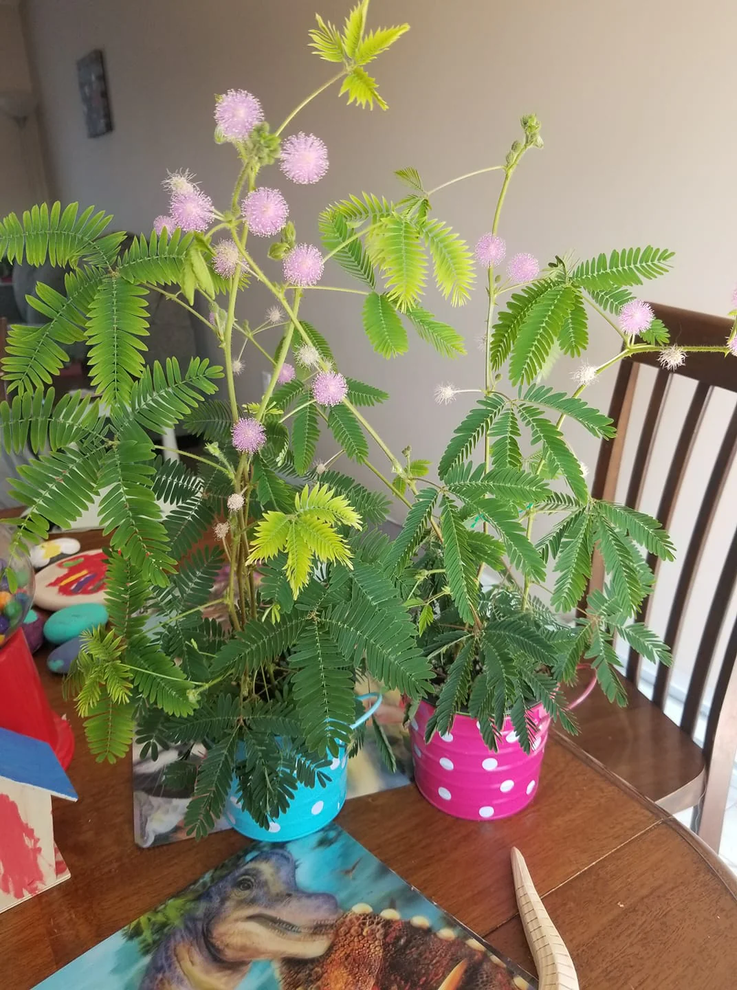 Mimosa | Sensitive Plant - Image 6