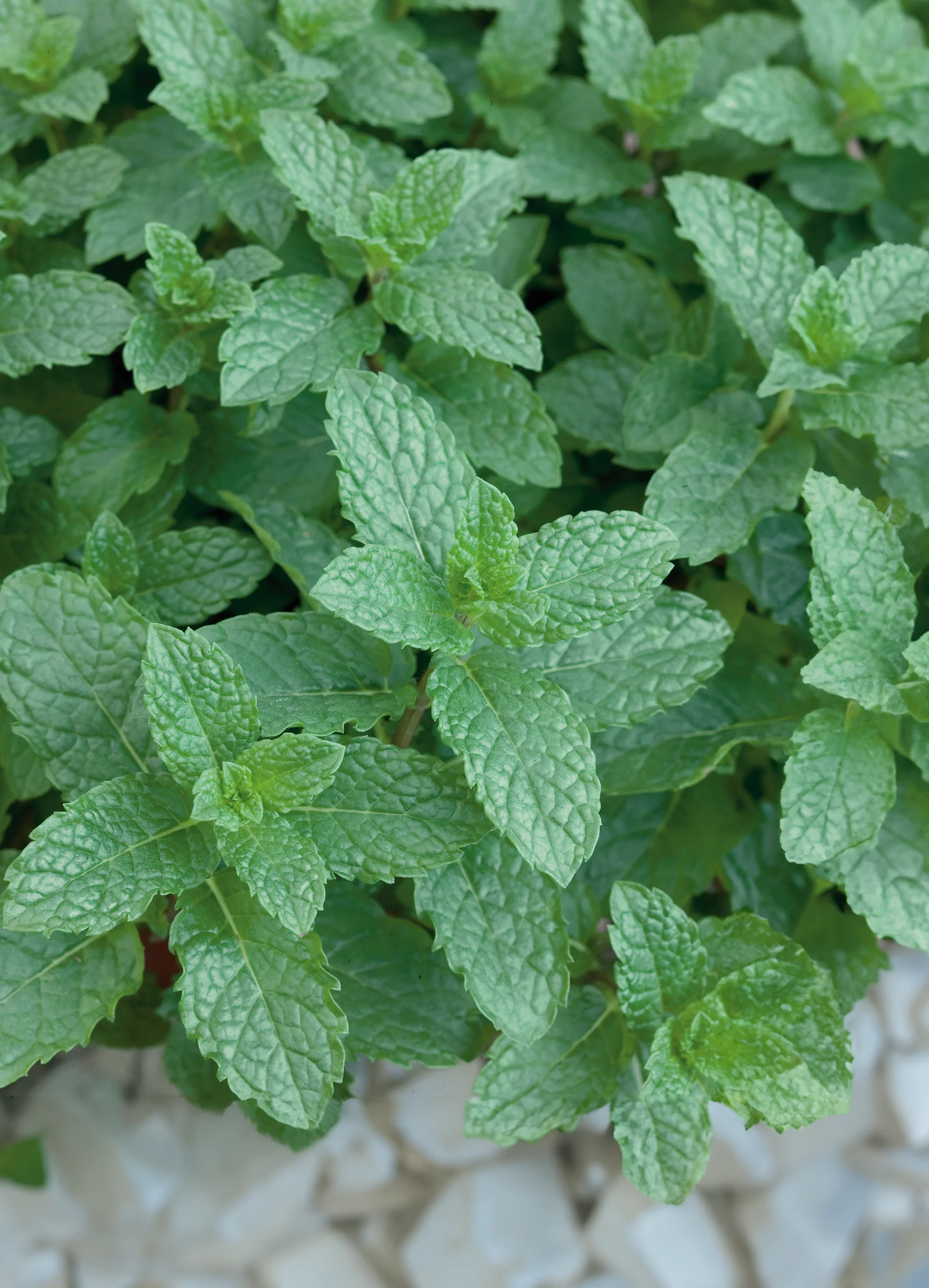 Mint | Spearmint