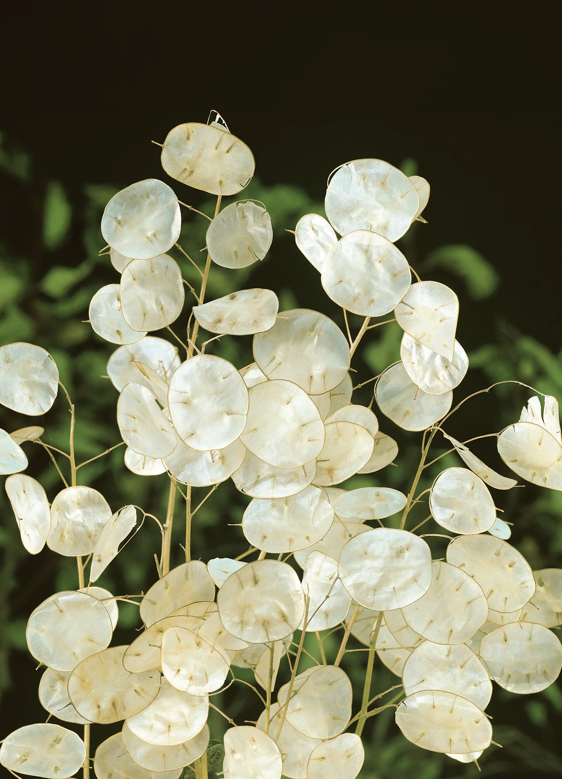 Silver Dollar | Money Plant Lunaria