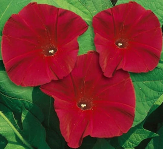 Morning Glory | Scarlet O'Hara