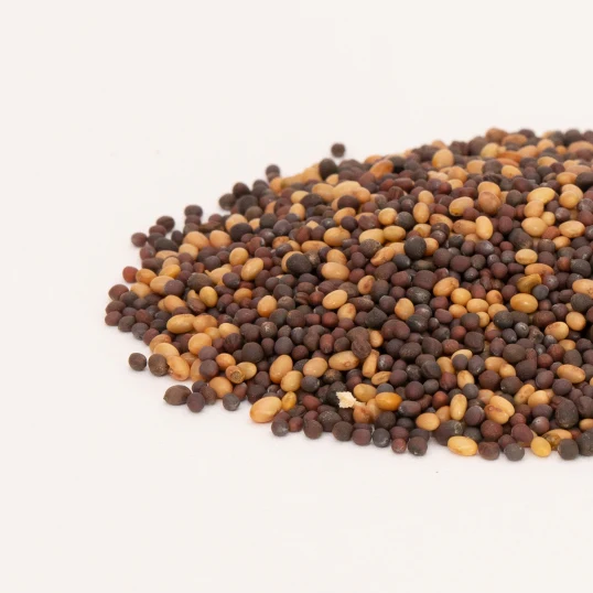 Mellow Microgreen Mix Sprouting Seeds - Image 2