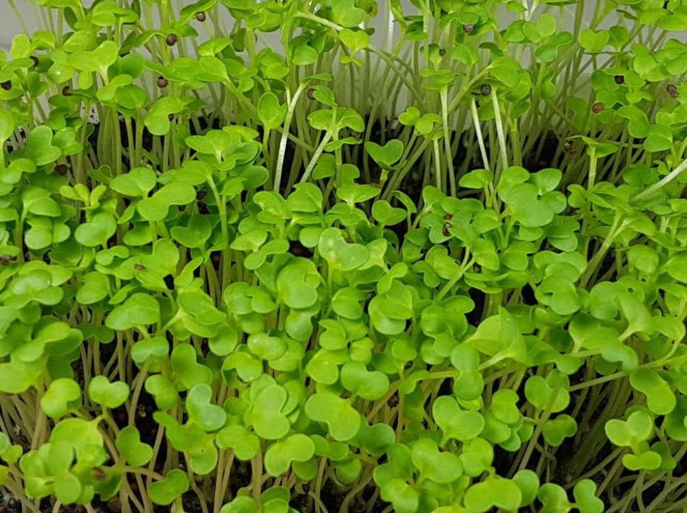 Bok Choy Sprouting Seeds