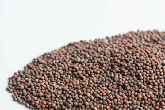 Broccoli Sprouting Seeds - Image 2