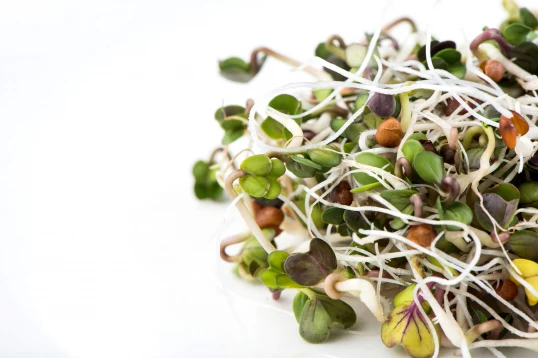 Daikon Radish Sprouting Seeds