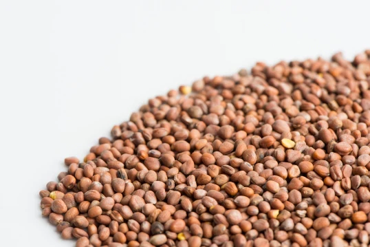 Daikon Radish Sprouting Seeds - Image 2