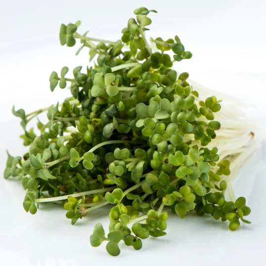 Oriental Wasabi Mustard Sprouting Seeds