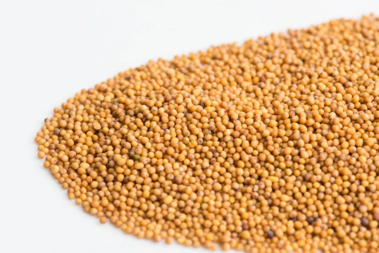 Oriental Wasabi Mustard Sprouting Seeds - Image 2