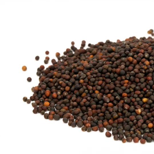 Red Cabbage Sprouting Seeds - Image 2