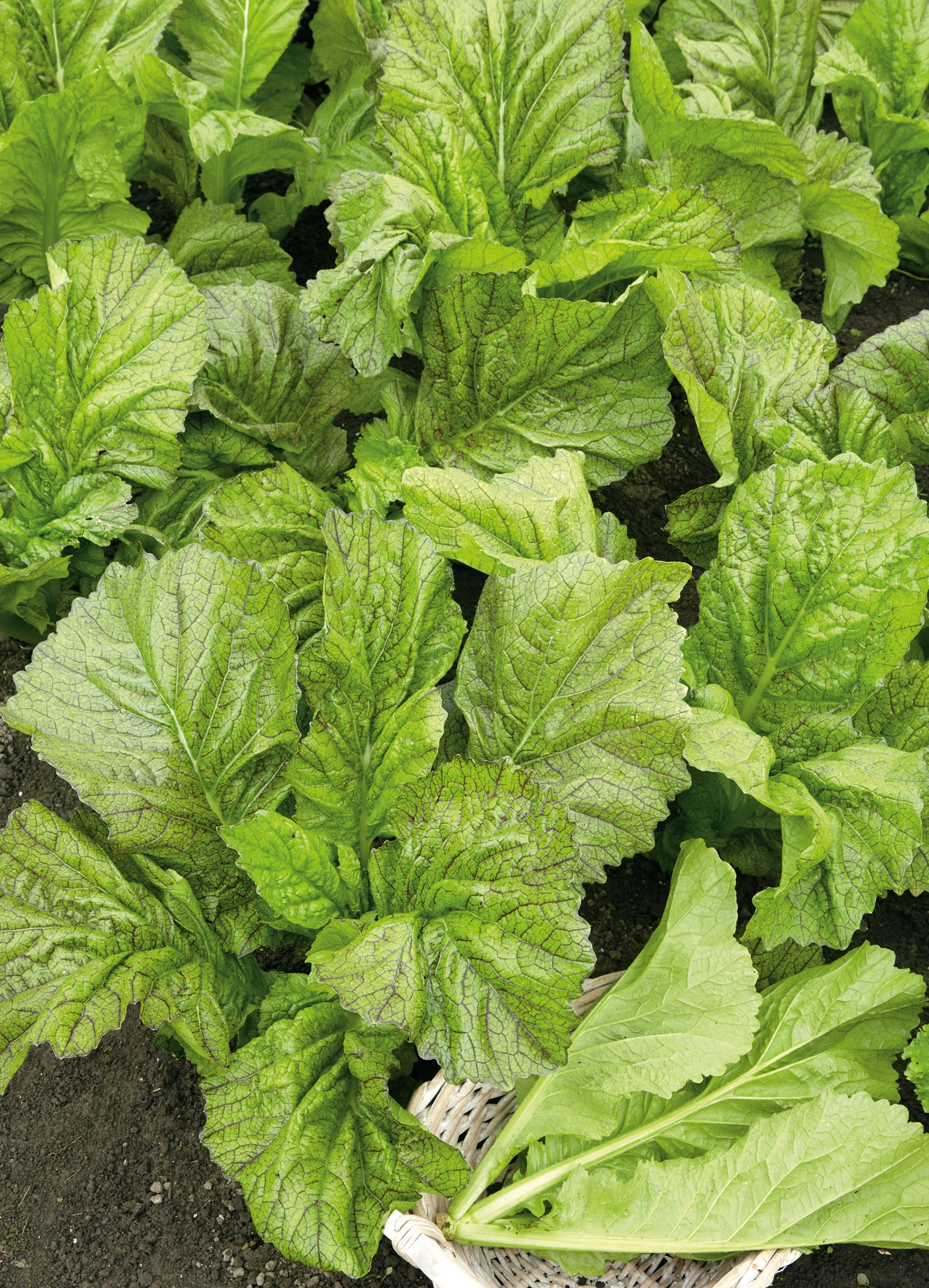 Mustard | Florida Broadleaf