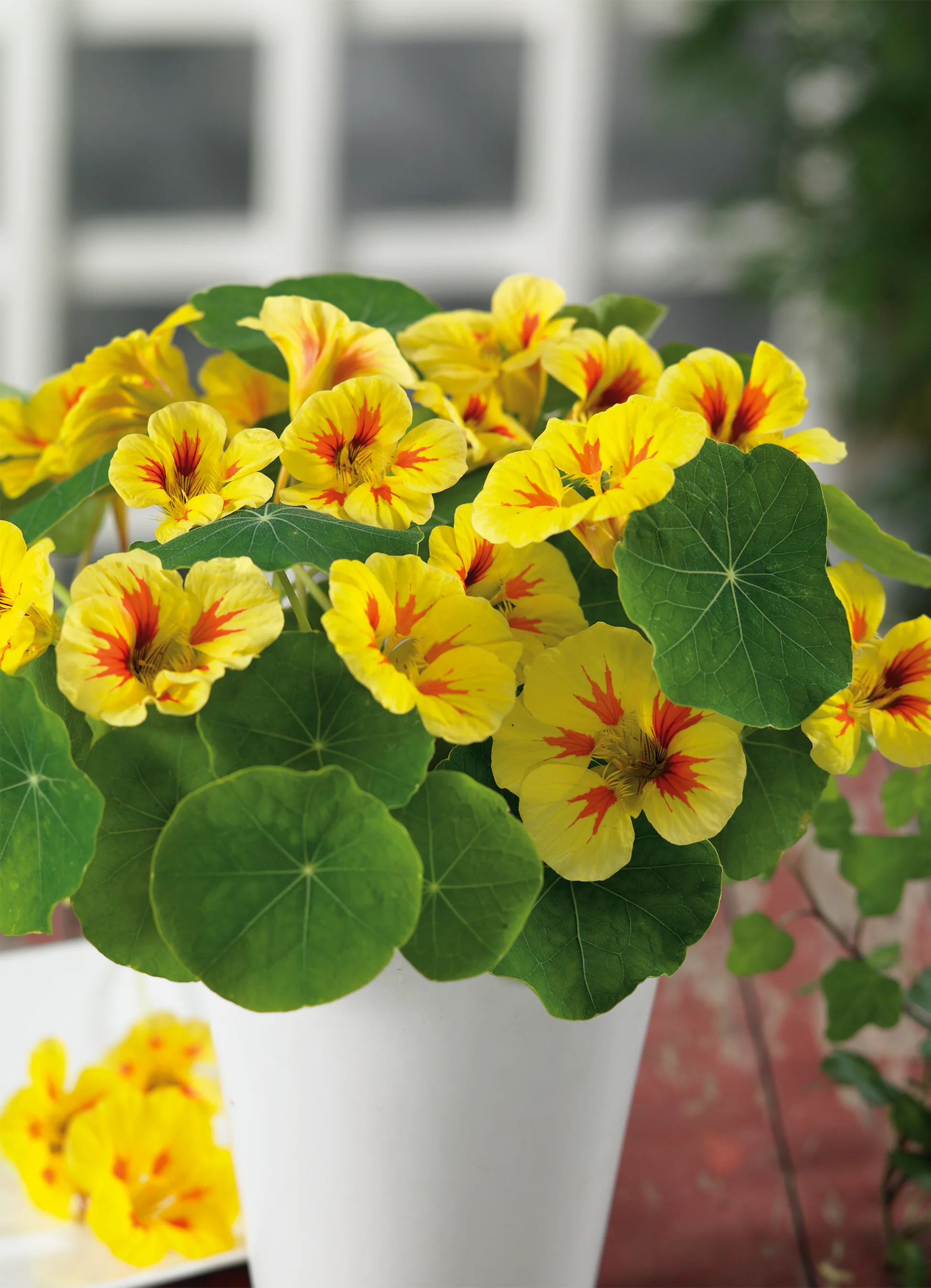 Nasturtium | Peach Melba Semi Double (Dwarf)
