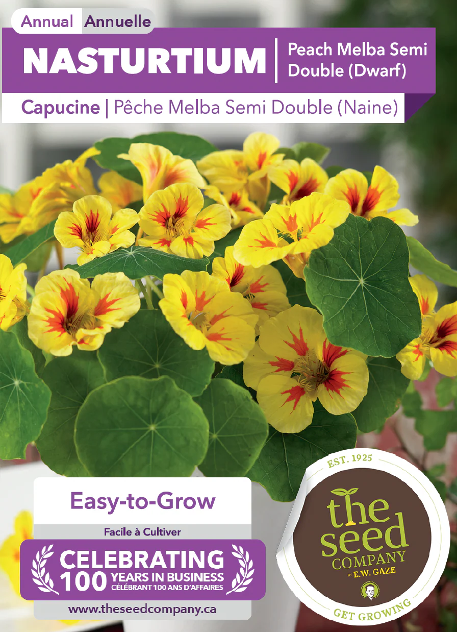 Nasturtium | Peach Melba Semi Double (Dwarf) - Image 2