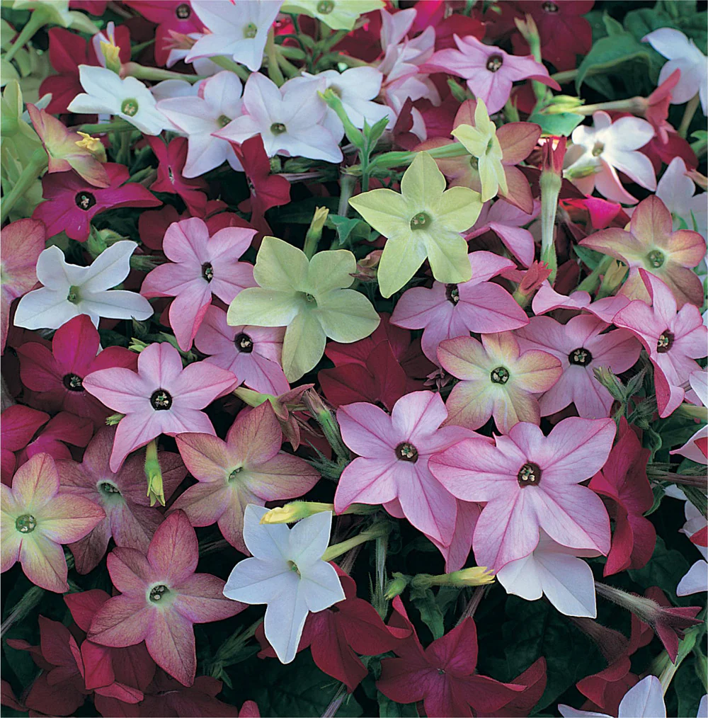 Nicotiana | Sensation Mix