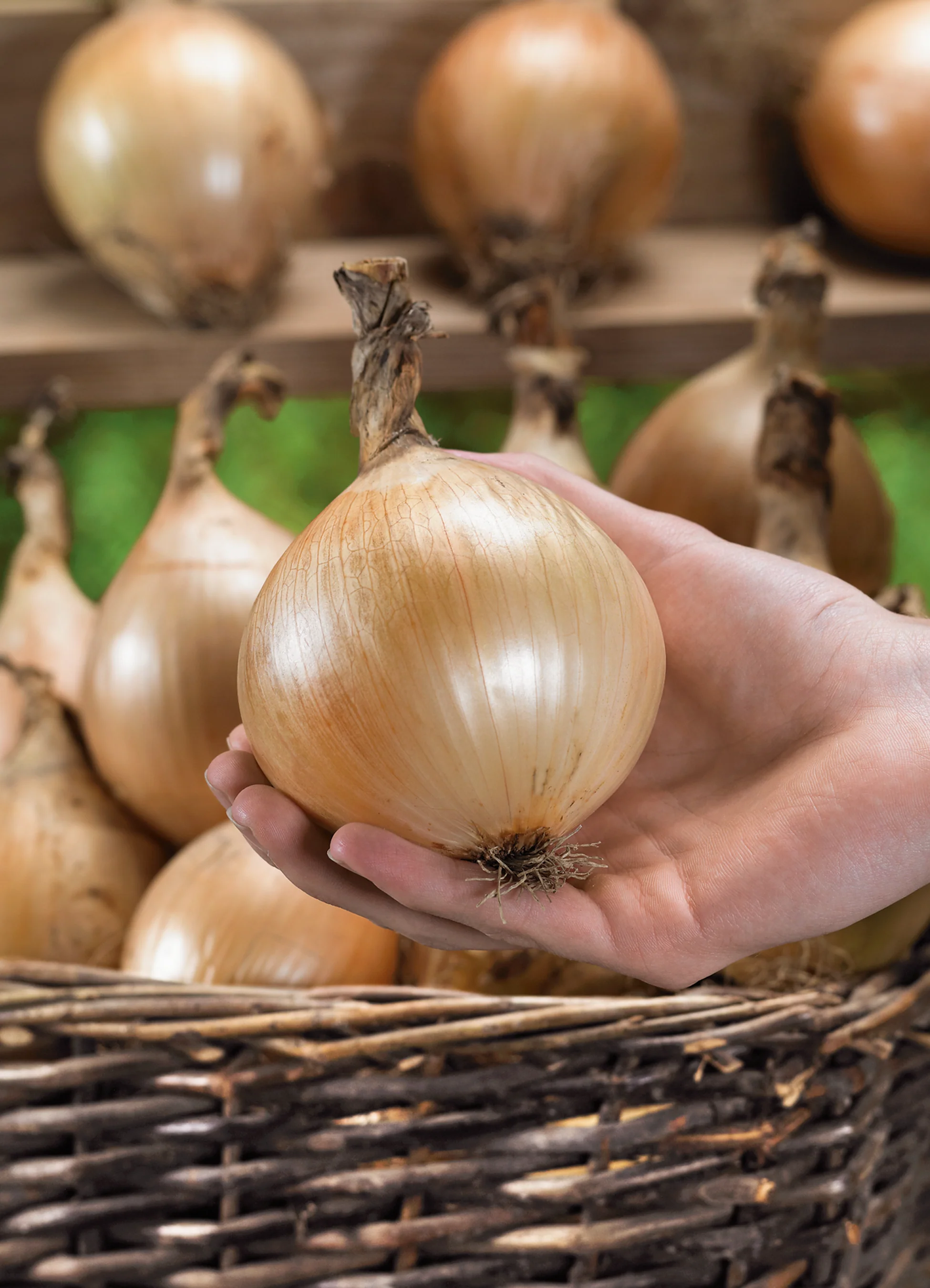 Onion | Walla Walla Sweet