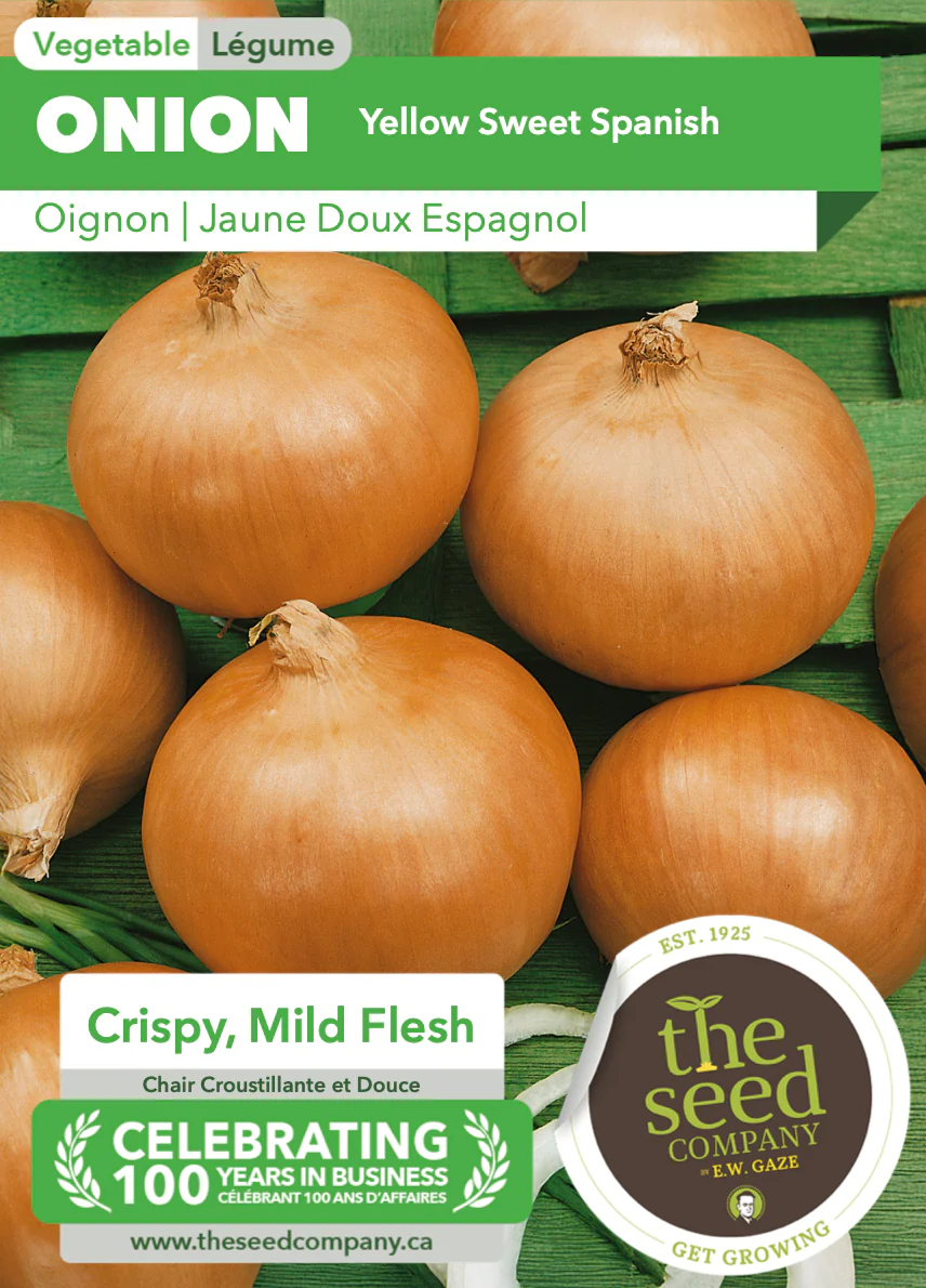 Onion | Yellow Sweet Spanish - Image 2
