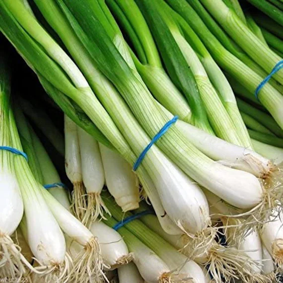 Organic Seed Tape "Onion White Lisbon Bunching"