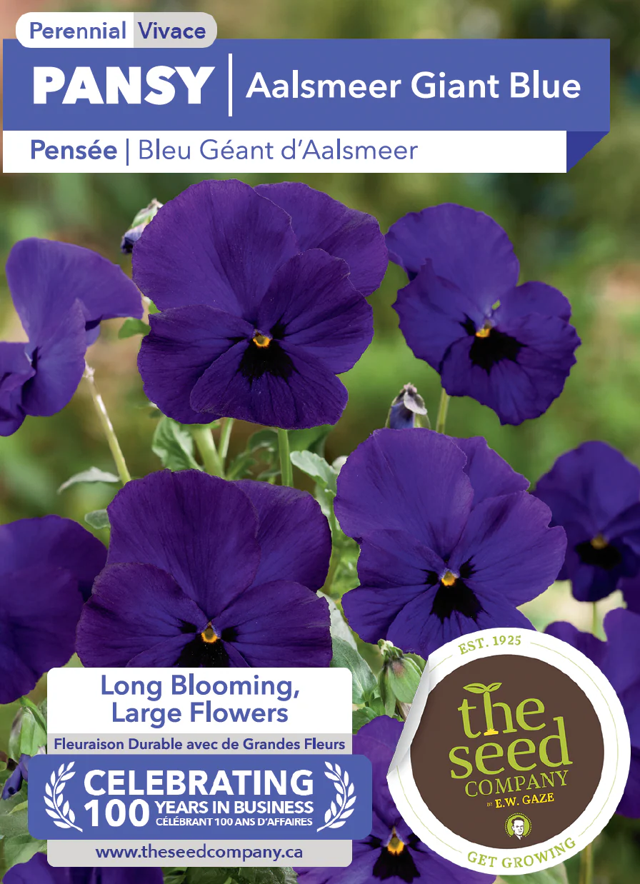 Pansy | Aalsmeer Giant Blue - Image 2