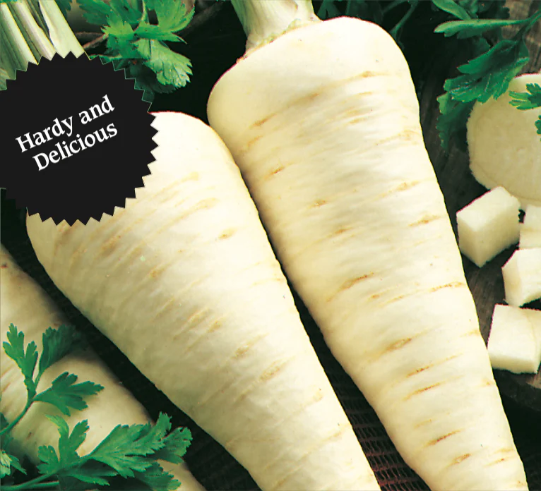 Parsnip | Hollow Crown - Image 3