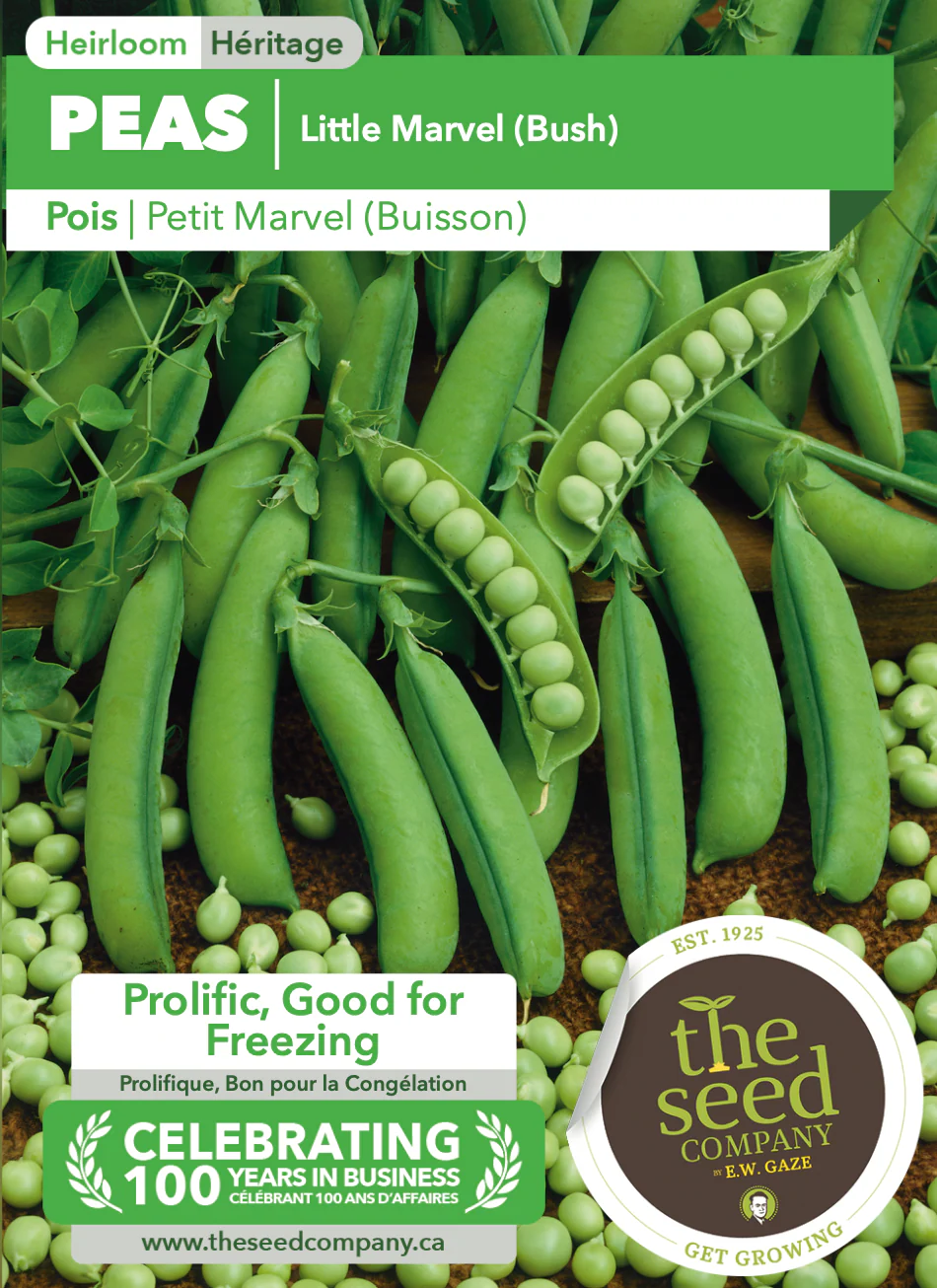 Peas | Little Marvel (Bush) - Image 2
