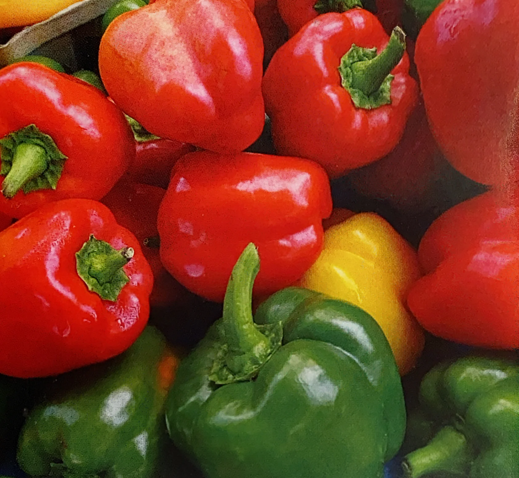 Sweet Pepper | Baby Belle
