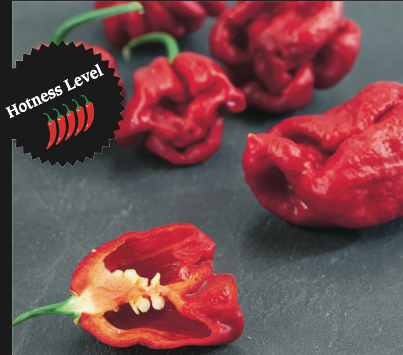 Hot Pepper | Carolina Reaper - Image 3