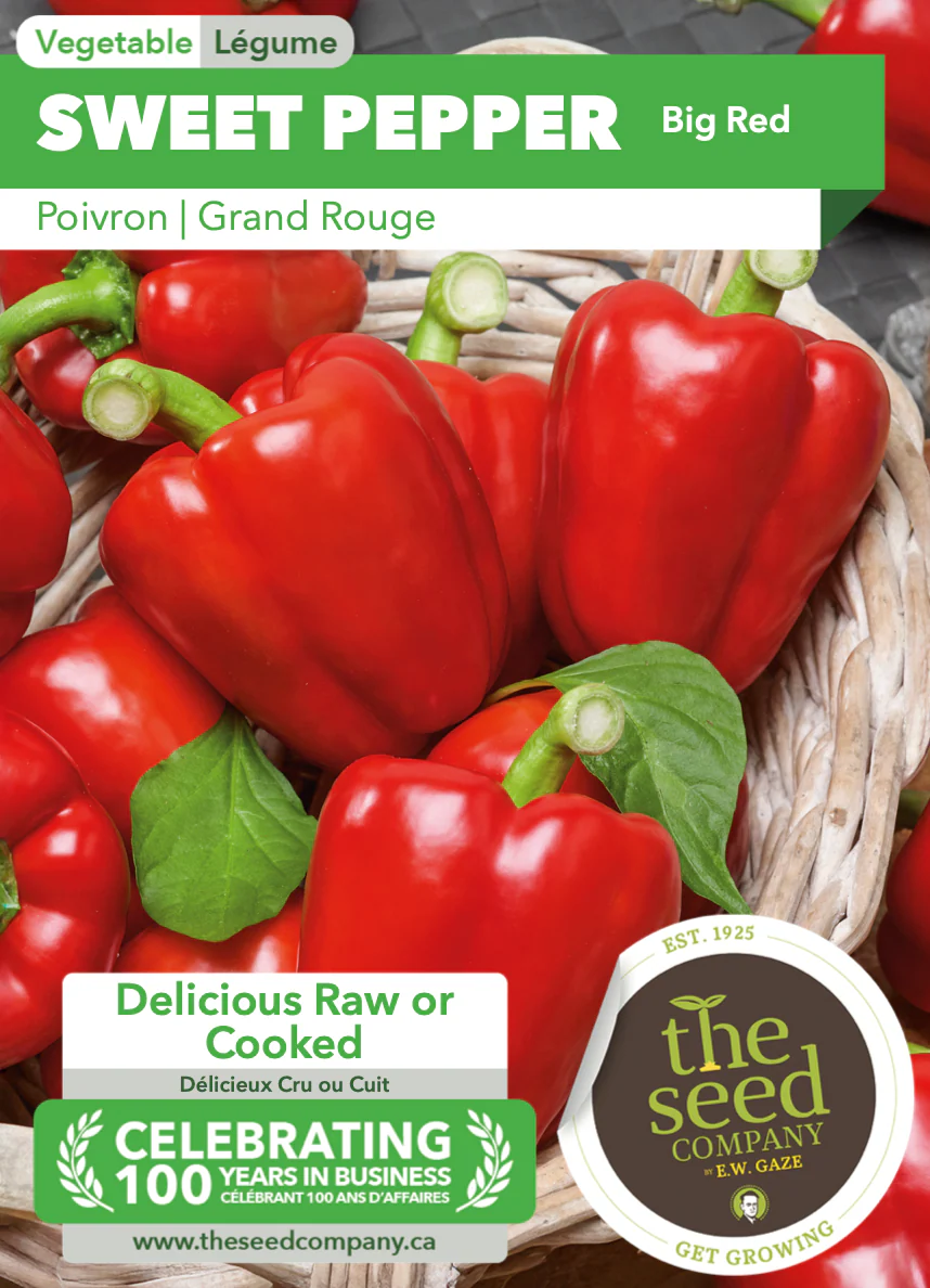 Sweet Pepper | Big Red - Image 2